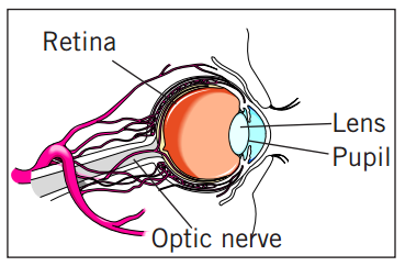 Retina Laser Treatment
